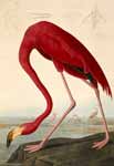 audubon - flamant rose