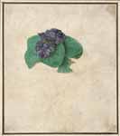 durer : violettes